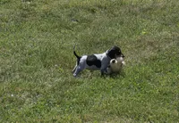 Black, a female English Coonhound for sale in Lincolnton, NC – Photo 3 of 9