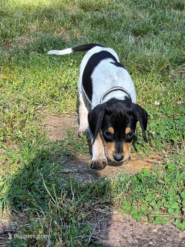 Black – English Coonhound puppy for sale in Lincolnton, NC