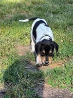 Black, a female English Coonhound for sale in Lincolnton, NC – Photo 1 of 9