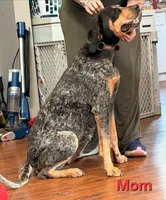 Baby Pink , a female English Coonhound for sale in Lincolnton, NC – Photo 6 of 10