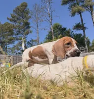 Baby Pink , a female English Coonhound for sale in Lincolnton, NC – Photo 5 of 10