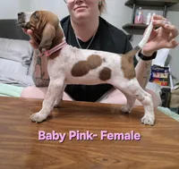 Baby Pink , a female English Coonhound for sale in Lincolnton, NC – Photo 2 of 10