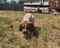 Baby Pink , a female English Coonhound for sale in Lincolnton, NC – Photo 4 of 10