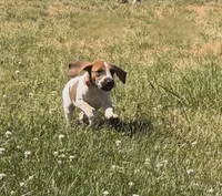 Baby Pink , a female English Coonhound for sale in Lincolnton, NC – Photo 1 of 10