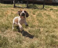 Baby Pink , a female English Coonhound for sale in Lincolnton, NC – Photo 3 of 10