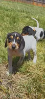 Red, a female English Coonhound for sale in Lincolnton, NC – Photo 2 of 10