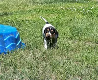 Red, a female English Coonhound for sale in Lincolnton, NC – Photo 5 of 10