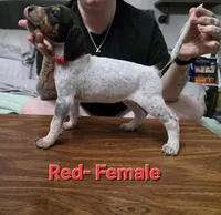 Red, a female English Coonhound for sale in Lincolnton, NC – Photo 3 of 10