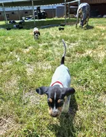 Red, a female English Coonhound for sale in Lincolnton, NC – Photo 4 of 10