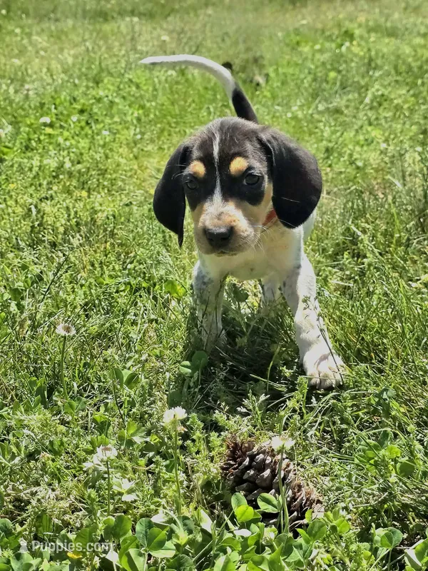 Red, a female English Coonhound for sale in Lincolnton, NC – Photo 1 of 10