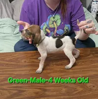 Green , a male English Coonhound for sale in Lincolnton, NC – Photo 2 of 9