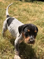 orange, a male English Coonhound for sale in Lincolnton, NC – Photo 1 of 9