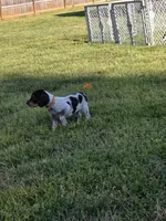 orange, a male English Coonhound for sale in Lincolnton, NC – Photo 2 of 9
