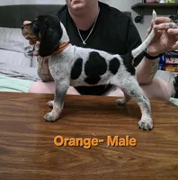 orange, a male English Coonhound for sale in Lincolnton, NC – Photo 3 of 9