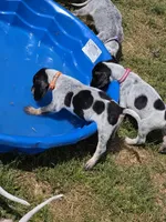 orange, a male English Coonhound for sale in Lincolnton, NC – Photo 5 of 9
