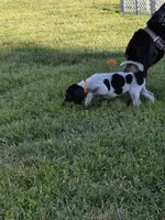orange, a male English Coonhound for sale in Lincolnton, NC – Photo 4 of 9