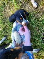 Dark Pink, a female English Coonhound for sale in Lincolnton, NC – Photo 2 of 8