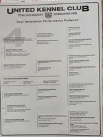 Dark Pink, a female English Coonhound for sale in Lincolnton, NC – Photo 7 of 8