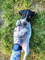 Dark Pink, a female English Coonhound for sale in Lincolnton, NC – Photo 1 of 8