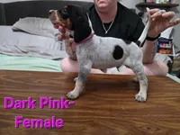 Dark Pink, a female English Coonhound for sale in Lincolnton, NC – Photo 3 of 8
