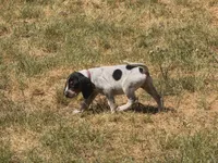 Dark Pink, a female English Coonhound for sale in Lincolnton, NC – Photo 4 of 8