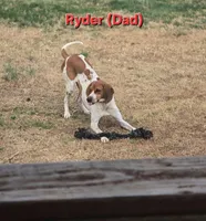 Dark Pink, a female English Coonhound for sale in Lincolnton, NC – Photo 6 of 8