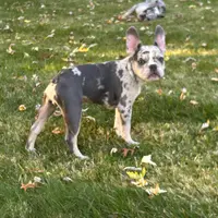 Kobe, a male French Bulldog for sale in Hartford, CT – Photo 1 of 10