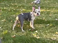 Kobe, a male French Bulldog for sale in Hartford, CT – Photo 1 of 10