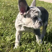 Kobe, a male French Bulldog for sale in Hartford, CT – Photo 3 of 10
