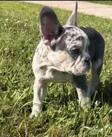 Kobe, a male French Bulldog for sale in Hartford, CT – Photo 3 of 10