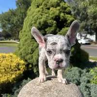 Kobe, a male French Bulldog for sale in Hartford, CT – Photo 2 of 10