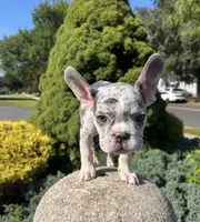 Kobe, a male French Bulldog for sale in Hartford, CT – Photo 2 of 10