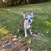 Kobe, a male French Bulldog for sale in Hartford, CT – Photo 5 of 10