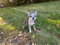 Kobe, a male French Bulldog for sale in Hartford, CT – Photo 5 of 10