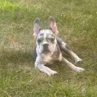 Kobe, a male French Bulldog for sale in Hartford, CT – Photo 4 of 10