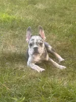 Kobe, a male French Bulldog for sale in Hartford, CT – Photo 4 of 10