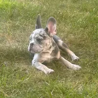 Kobe, a male French Bulldog for sale in Hartford, CT – Photo 6 of 10