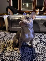 Kobe, a male French Bulldog for sale in Hartford, CT – Photo 2 of 10