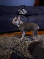 Kobe, a male French Bulldog for sale in Hartford, CT – Photo 4 of 10