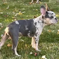 Kobe, a male French Bulldog for sale in Hartford, CT – Photo 8 of 10