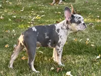 Kobe, a male French Bulldog for sale in Hartford, CT – Photo 8 of 10