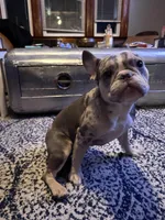 Kobe, a male French Bulldog for sale in Hartford, CT – Photo 3 of 10