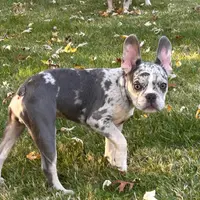 Kobe, a male French Bulldog for sale in Hartford, CT – Photo 10 of 10