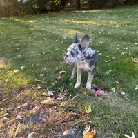 Kobe, a male French Bulldog for sale in Hartford, CT – Photo 9 of 10