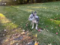 Kobe, a male French Bulldog for sale in Hartford, CT – Photo 9 of 10