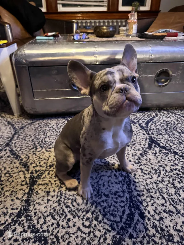 Kobe, a male French Bulldog for sale in Hartford, CT – Photo 1 of 10