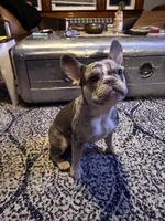 Kobe, a male French Bulldog for sale in Hartford, CT – Photo 1 of 10