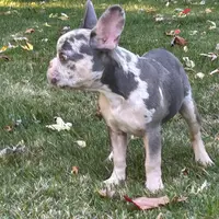 Kobe, a male French Bulldog for sale in Hartford, CT – Photo 7 of 10