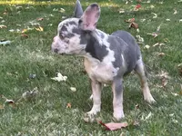 Kobe, a male French Bulldog for sale in Hartford, CT – Photo 7 of 10