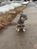 Ashton, a male French Bulldog for sale in Hartford, CT – Photo 3 of 10